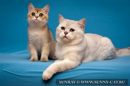 Cât costă articolele pisicutei de pisici despre pisici, soarele - canisa de pisici britanice