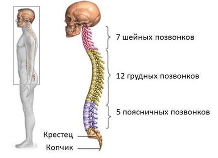 Câte trăsături vertebrale ale anatomiei