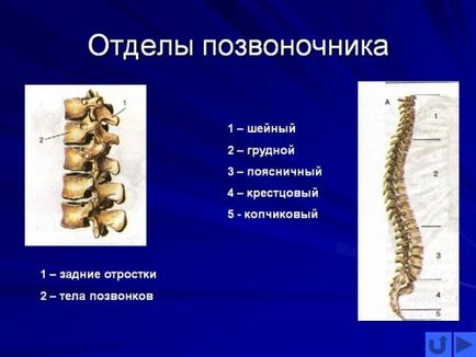 Скільки у людини хребців особливості анатомії