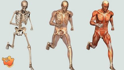 Скільки важить скелет людини