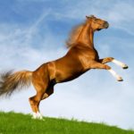 Hány ló súlya kategória meghatározása