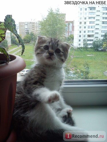 Scottish Fold (Scottish fold) - „egy új családtag aranyos és bolyhos Scot lesz