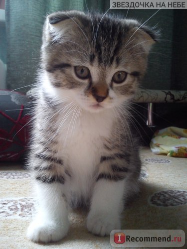 Scottish Fold (Scottish fold) - „egy új családtag aranyos és bolyhos Scot lesz