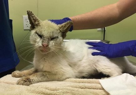 O pisica orb surprins salvatorii cu frumusetea incredibila a ochilor dupa recuperare
