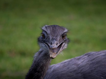 Râsul animalelor