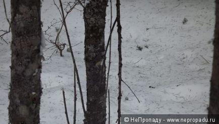 Знову в тайзі або - як я провів вихідні-2