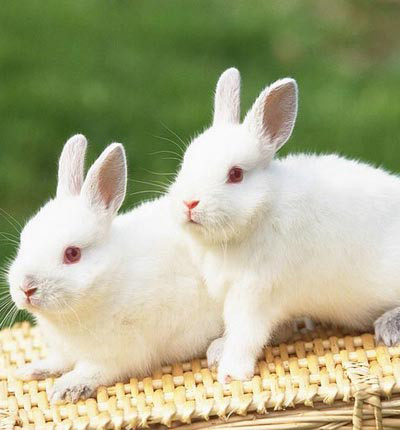 Conținutul de iepuri pitic la domiciliu - întreținerea și îngrijirea iepurilor decorative în România