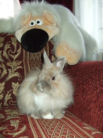 Conținutul de iepuri pitic la domiciliu - întreținerea și îngrijirea iepurilor decorative în România