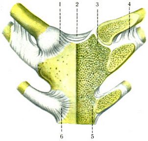 Alăturarea claviculei, aderarea la oasele centurii membrelor superioare, sindemie, anatomie umană