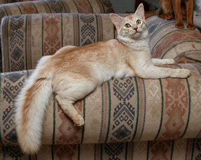 Szomáliai macska színek - fajta macskák