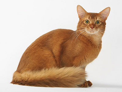 Сомалійська кішка забарвлення - породи кішок
