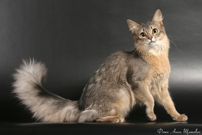Somali color de pisici - rase de pisici