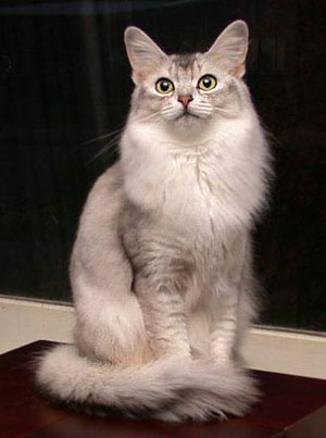 Сомалійська кішка забарвлення - породи кішок