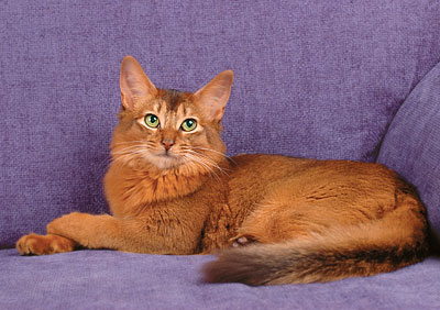 Szomáliai macska színek - fajta macskák