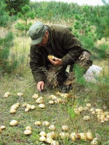 Сонник гриби рижики збирати, є уві сні бачити до чого сниться