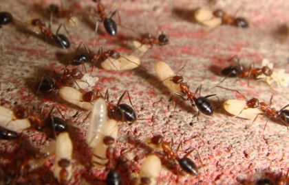 Сонник до чого сняться мурахи (у великій кількості, в будинку)