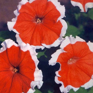 Soiuri și hibrizi petunia ampel și floare în cascadă, o fotografie a speciilor cu numele