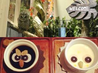Owl, deschide-o, a venit puful! Sau o cafea neobișnuită - owl - din Tokyo - un milion de motive pentru a trăi