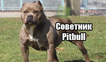 Consilier pitbull cu descriere