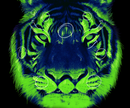 Készítsen pszichedelikus illusztrációja egy tigris · „béke photoshop”