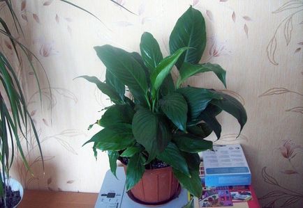 Spathiphyllum nu infloreste, regulile de îngrijire pentru apariția de peduncul, video