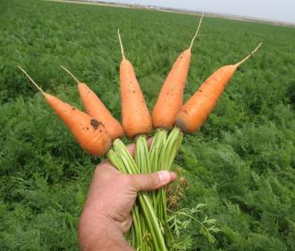 Способи вирощування моркви на поле