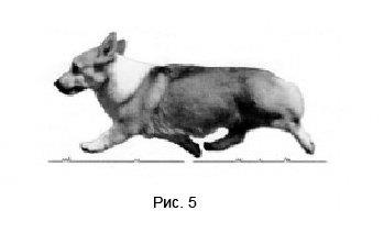 A fajta standard welsh corgi