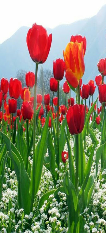 körülbelül tulipán és szerelmes versek
