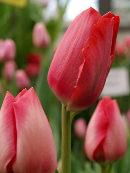 Вірші про тюльпани і любові
