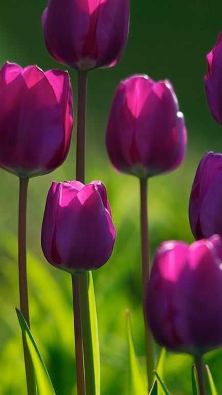 Вірші про тюльпани і любові
