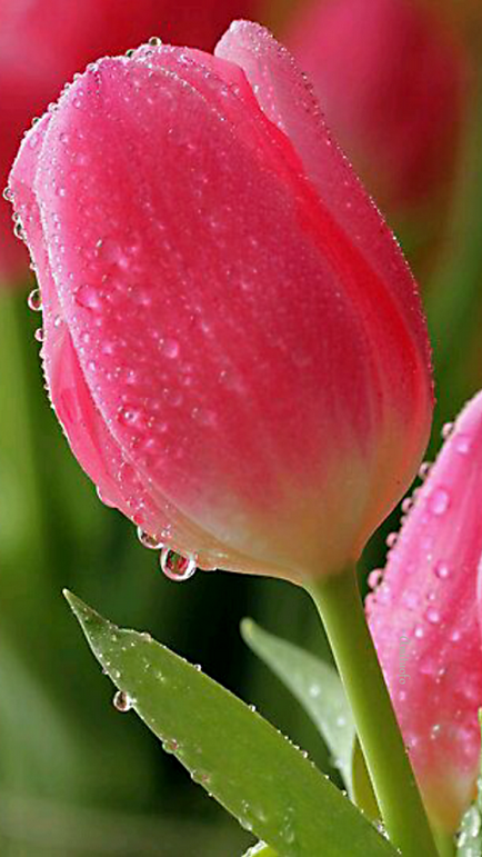 körülbelül tulipán és szerelmes versek