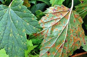 Rugină colorată de coacăze - măsuri de luptă, fotografie