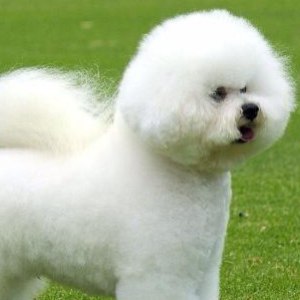 Grooming bichon la domiciliu, prețul este de 1390 de ruble