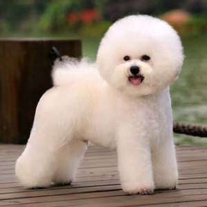 Grooming bichon la domiciliu, prețul este de 1390 de ruble