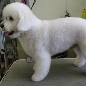 Grooming bichon la domiciliu, prețul este de 1390 de ruble