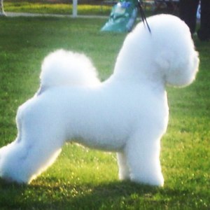 Grooming bichon la domiciliu, prețul este de 1390 de ruble