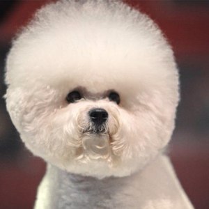 Grooming bichon la domiciliu, prețul este de 1390 de ruble