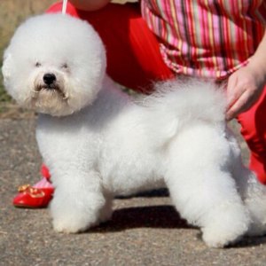 Grooming bichon la domiciliu, prețul este de 1390 de ruble