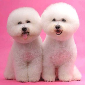 Grooming bichon la domiciliu, prețul este de 1390 de ruble