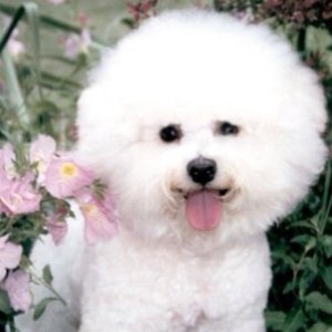 Grooming bichon la domiciliu, prețul este de 1390 de ruble