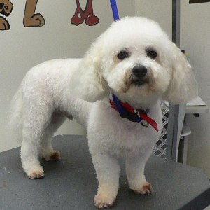 Grooming bichon la domiciliu, prețul este de 1390 de ruble