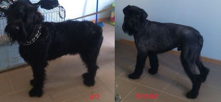 Îngrijirea zwergschnauzerului, tunsul Mittelschnauzerului, unde să tăiem tricotul de la Moscova, tăierea mittelului în