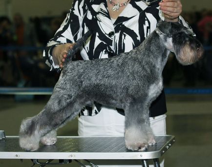 Törpe schnauzer szőrtelenítés, szőrtelenítés Schnauzer hol vágja a törpék Moszkvában, vágás a Mittel