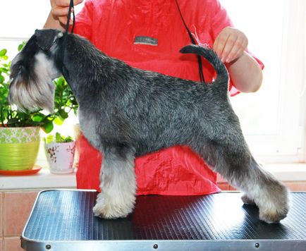 Îngrijirea zwergschnauzerului, tunsul Mittelschnauzerului, unde să tăiem tricotul de la Moscova, tăierea mittelului în