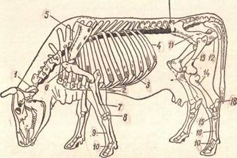 Structura scheletului animalelor de sacrificare