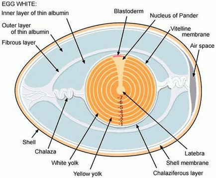 Structura de ouă a păsărilor, caracteristici