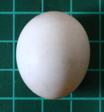 Structura de ouă a păsărilor, caracteristici