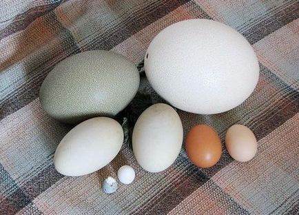 Structura de ouă a păsărilor, caracteristici