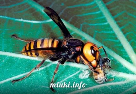 Sudzumebati veréb-bee (nagy japán Hornet), miuki Mikado • Virtual Japán