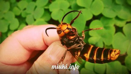 Sudzumebati veréb-bee (nagy japán Hornet), miuki Mikado • Virtual Japán